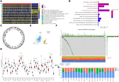 A lactate metabolism-related signature predicting patient prognosis and immune microenvironment in ovarian cancer